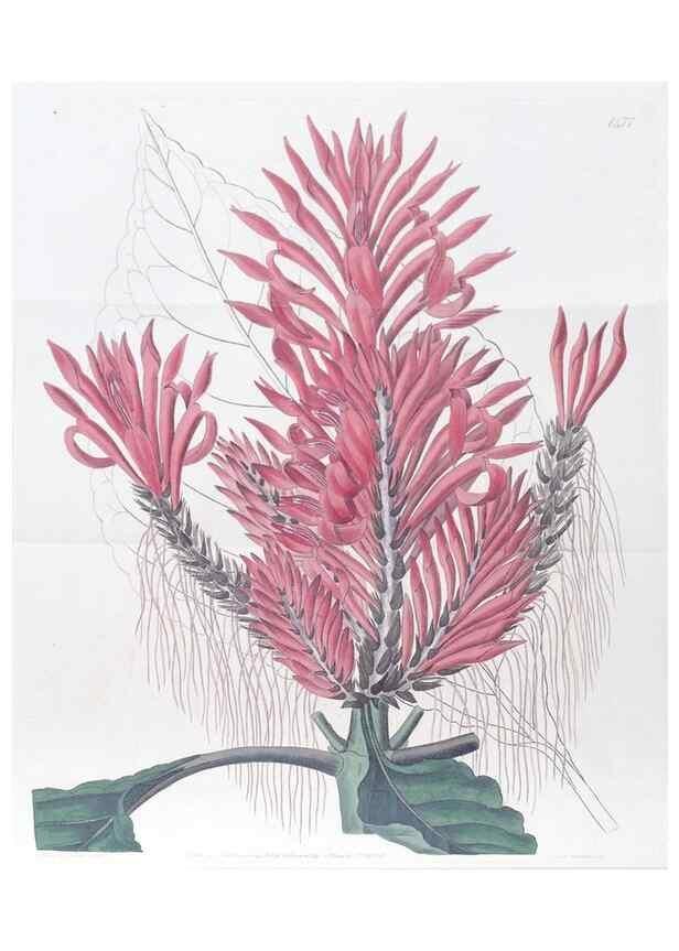 Reproducción/Reproduction 49824669743: Edwards's botanical register.. London :James Ridgway,1829-1847.. 