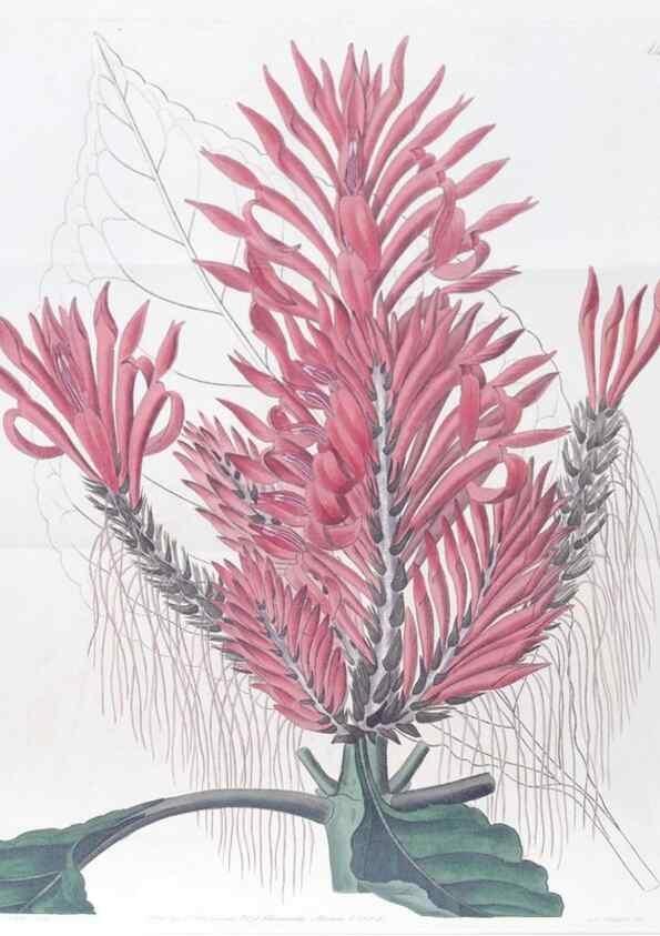Reproducción/Reproduction 49824669743: Edwards's botanical register.. London :James Ridgway,1829-1847.. 