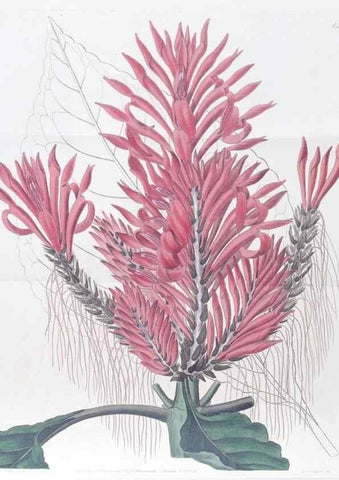 Reproducción/Reproduction 49824669743: Edwards's botanical register.. London :James Ridgway,1829-1847.. 
