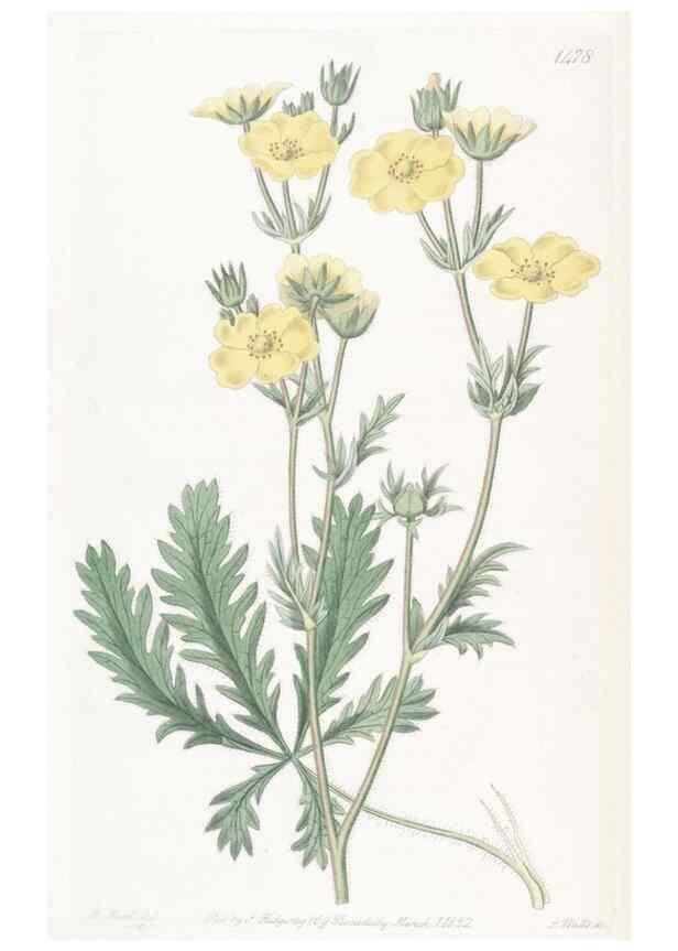 Reproducción/Reproduction 49825202546: Edwards's botanical register.. London :James Ridgway,1829-1847.. 