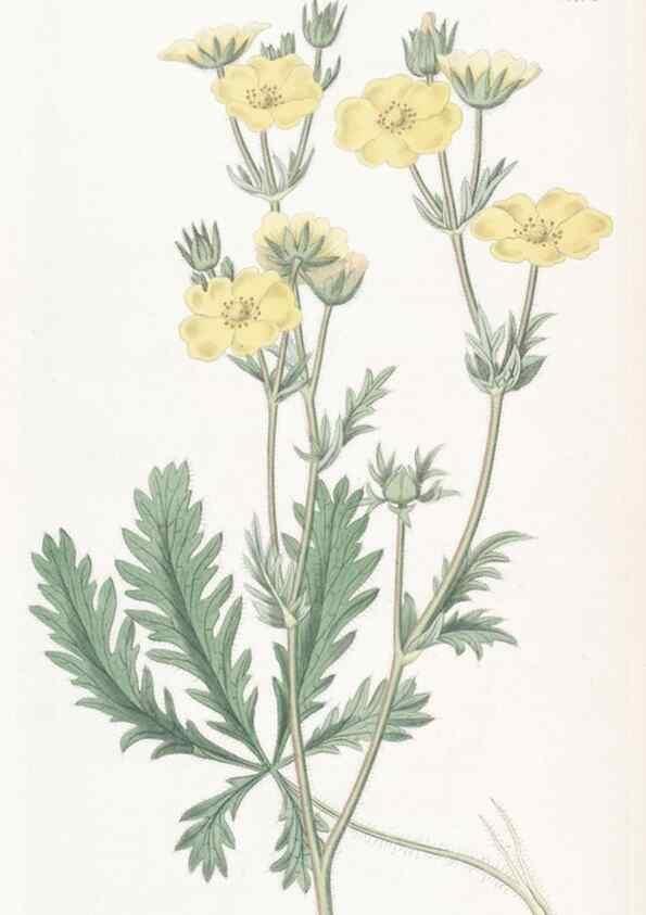 Reproducción/Reproduction 49825202546: Edwards's botanical register.. London :James Ridgway,1829-1847.. 