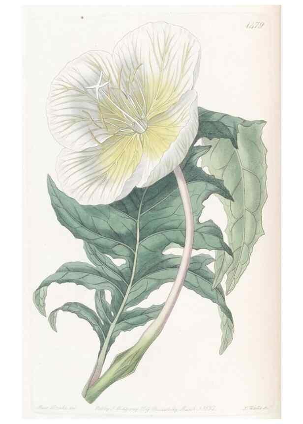 Reproducción/Reproduction 49825202776: Edwards's botanical register.. London :James Ridgway,1829-1847.. 