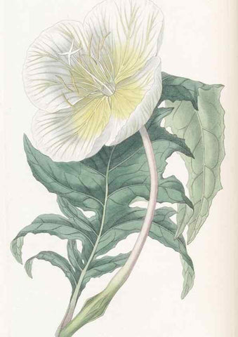 Reproducción/Reproduction 49825202776: Edwards's botanical register.. London :James Ridgway,1829-1847.. 
