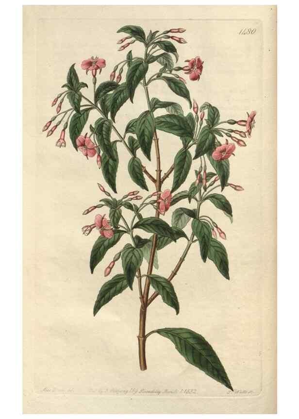 Reproducción/Reproduction 49824670668: Edwards's botanical register.. London :James Ridgway,1829-1847.. 