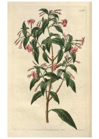 Reproducción/Reproduction 49824670668: Edwards's botanical register.. London :James Ridgway,1829-1847.. 