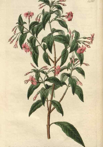 Reproducción/Reproduction 49824670668: Edwards's botanical register.. London :James Ridgway,1829-1847.. 