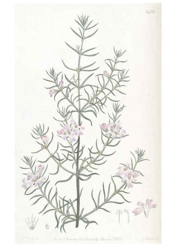 Reproducción/Reproduction 49825203426: Edwards's botanical register.. London :James Ridgway,1829-1847.. 