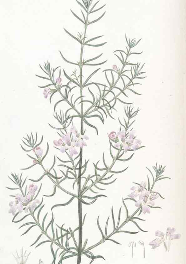 Reproducción/Reproduction 49825203426: Edwards's botanical register.. London :James Ridgway,1829-1847.. 