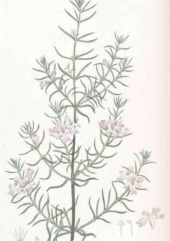 Reproducción/Reproduction 49825203426: Edwards's botanical register.. London :James Ridgway,1829-1847.. 