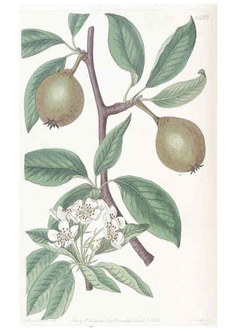 Reproducción/Reproduction 49825203686: Edwards's botanical register.. London :James Ridgway,1829-1847.. 