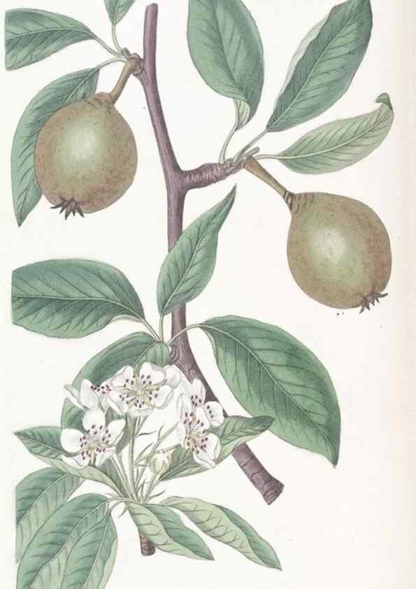 Reproducción/Reproduction 49825203686: Edwards's botanical register.. London :James Ridgway,1829-1847.. 