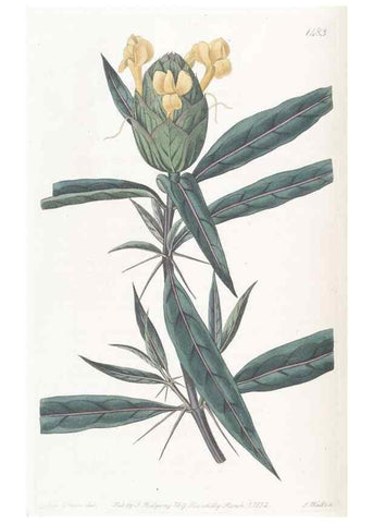 Reproducción/Reproduction 49825203901: Edwards's botanical register.. London :James Ridgway,1829-1847.. 