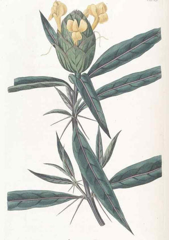 Reproducción/Reproduction 49825203901: Edwards's botanical register.. London :James Ridgway,1829-1847.. 