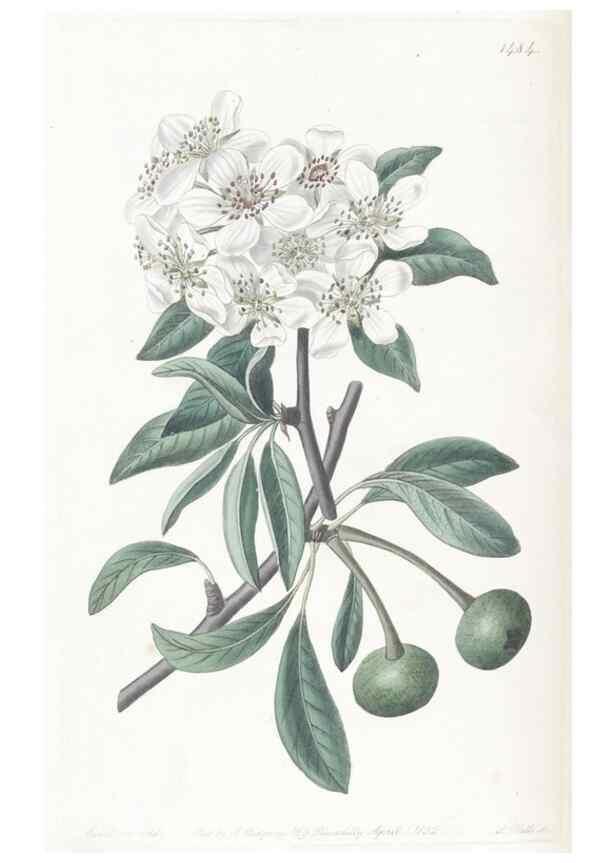 Reproducción/Reproduction 49825204106: Edwards's botanical register.. London :James Ridgway,1829-1847.. 