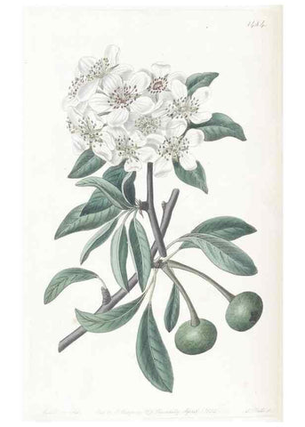 Reproducción/Reproduction 49825204106: Edwards's botanical register.. London :James Ridgway,1829-1847.. 