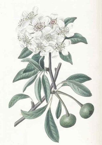 Reproducción/Reproduction 49825204106: Edwards's botanical register.. London :James Ridgway,1829-1847.. 