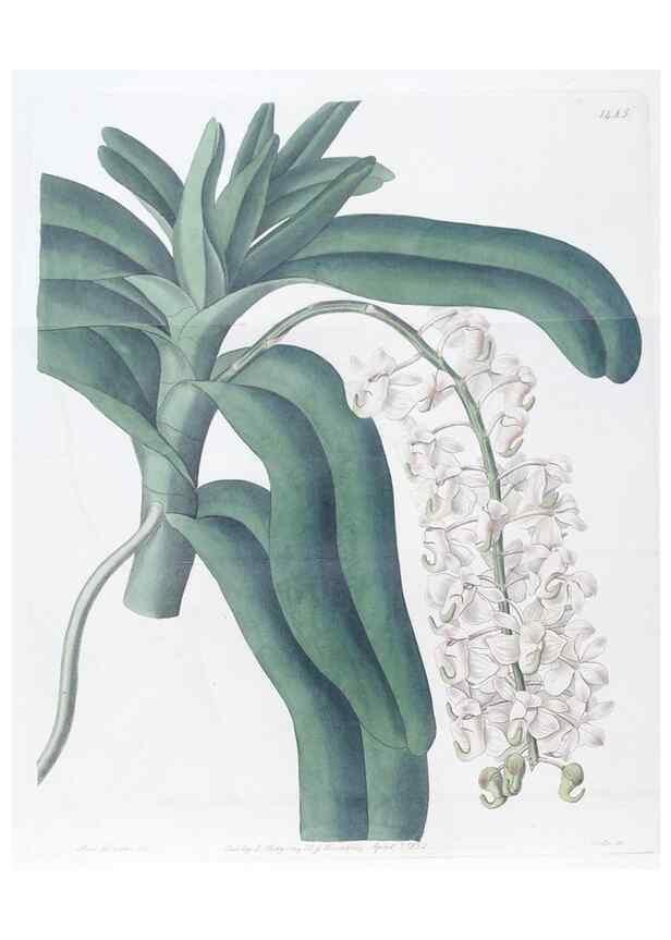 Reproducción/Reproduction 49824671728: Edwards's botanical register.. London :James Ridgway,1829-1847.. 