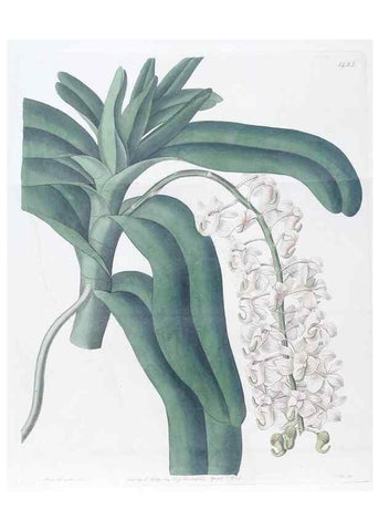Reproducción/Reproduction 49824671728: Edwards's botanical register.. London :James Ridgway,1829-1847.. 