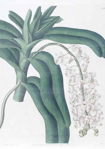 Reproducción/Reproduction 49824671728: Edwards's botanical register.. London :James Ridgway,1829-1847.. 