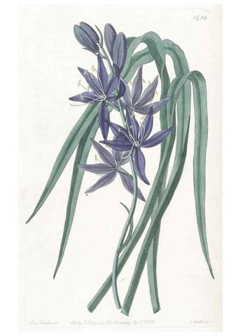 Reproducción/Reproduction 49825525572: Edwards's botanical register.. London :James Ridgway,1829-1847.. 