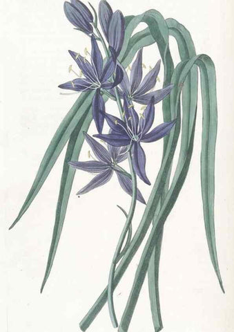 Reproducción/Reproduction 49825525572: Edwards's botanical register.. London :James Ridgway,1829-1847.. 