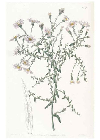 Reproducción/Reproduction 49825525792: Edwards's botanical register.. London :James Ridgway,1829-1847.. 