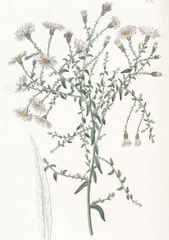 Reproducción/Reproduction 49825525792: Edwards's botanical register.. London :James Ridgway,1829-1847.. 