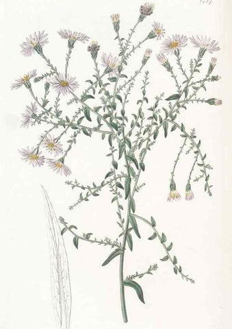Reproducción/Reproduction 49825525792: Edwards's botanical register.. London :James Ridgway,1829-1847.. 