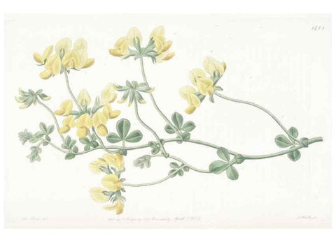 Reproducción/Reproduction 49825525947: Edwards's botanical register.. London :James Ridgway,1829-1847.. 