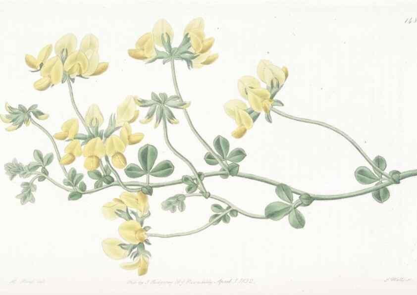 Reproducción/Reproduction 49825525947: Edwards's botanical register.. London :James Ridgway,1829-1847.. 