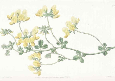 Reproducción/Reproduction 49825525947: Edwards's botanical register.. London :James Ridgway,1829-1847.. 