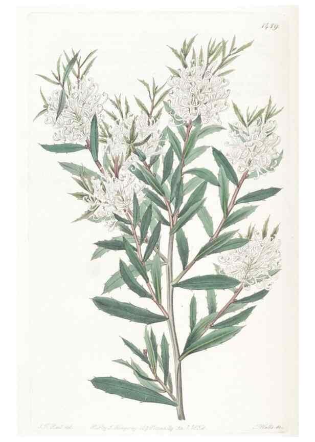Reproducción/Reproduction 49825205226: Edwards's botanical register.. London :James Ridgway,1829-1847.. 