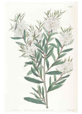 Reproducción/Reproduction 49825205226: Edwards's botanical register.. London :James Ridgway,1829-1847.. 
