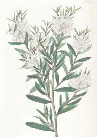 Reproducción/Reproduction 49825205226: Edwards's botanical register.. London :James Ridgway,1829-1847.. 