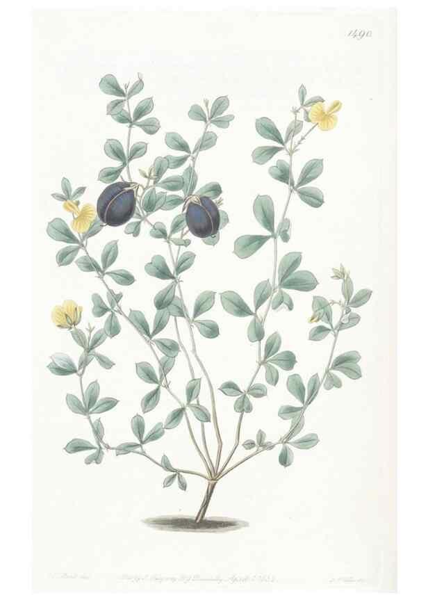 Reproducción/Reproduction 49825526442: Edwards's botanical register.. London :James Ridgway,1829-1847.. 