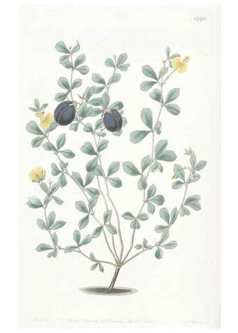 Reproducción/Reproduction 49825526442: Edwards's botanical register.. London :James Ridgway,1829-1847.. 
