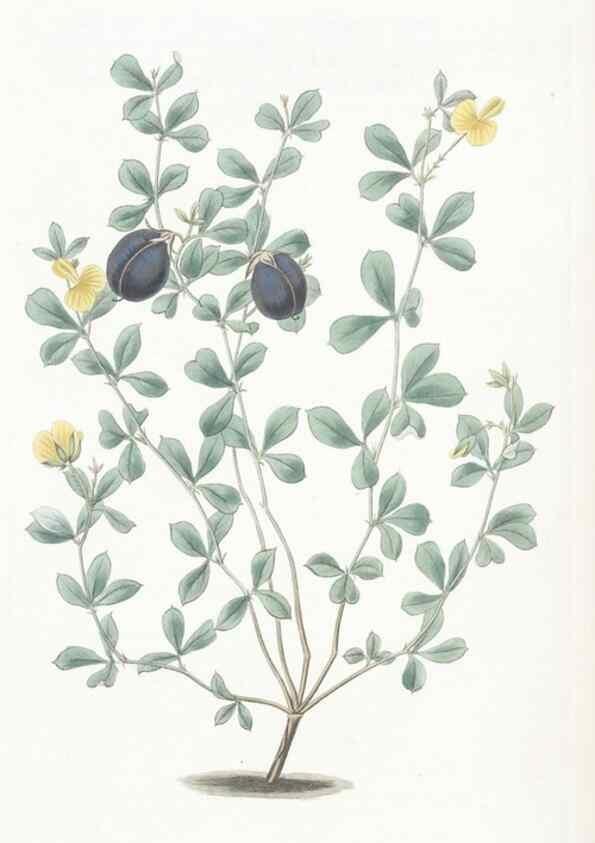 Reproducción/Reproduction 49825526442: Edwards's botanical register.. London :James Ridgway,1829-1847.. 