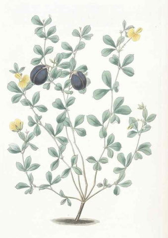 Reproducción/Reproduction 49825526442: Edwards's botanical register.. London :James Ridgway,1829-1847.. 