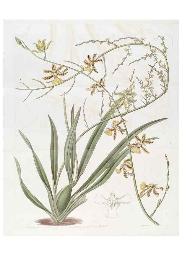 Reproducción/Reproduction 49822957711: Edwards's botanical register.. London :James Ridgway,1829-1847.. 