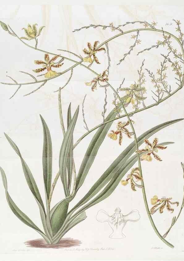 Reproducción/Reproduction 49822957711: Edwards's botanical register.. London :James Ridgway,1829-1847.. 