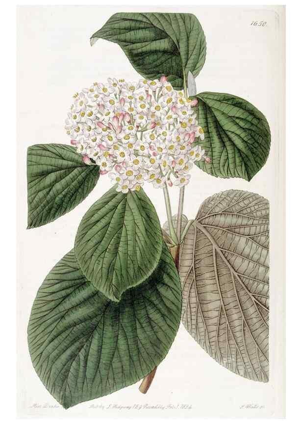 Reproducción/Reproduction 49822423783: Edwards's botanical register.. London :James Ridgway,1829-1847.. 