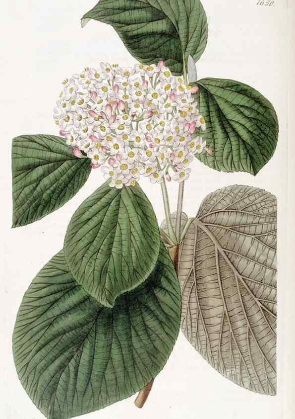 Reproducción/Reproduction 49822423783: Edwards's botanical register.. London :James Ridgway,1829-1847.. 