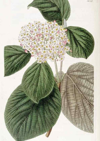 Reproducción/Reproduction 49822423783: Edwards's botanical register.. London :James Ridgway,1829-1847.. 
