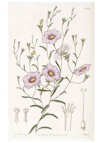 Reproducción/Reproduction 49823274682: Edwards's botanical register.. London :James Ridgway,1829-1847.. 