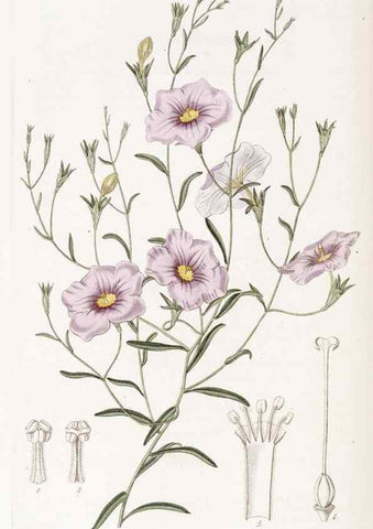 Reproducción/Reproduction 49823274682: Edwards's botanical register.. London :James Ridgway,1829-1847.. 