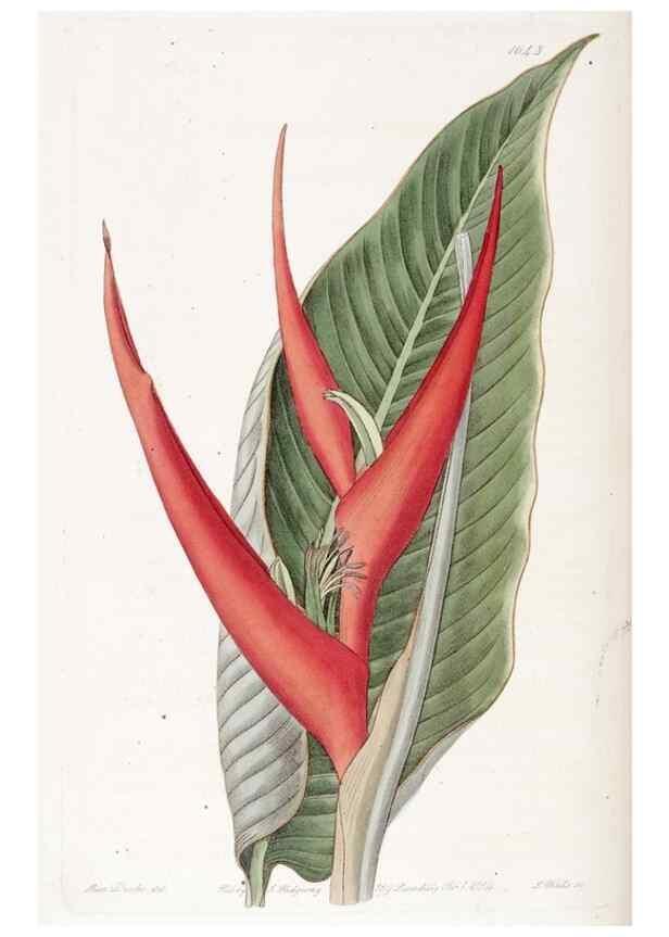 Reproducción/Reproduction 49822956531: Edwards's botanical register.. London :James Ridgway,1829-1847.. 
