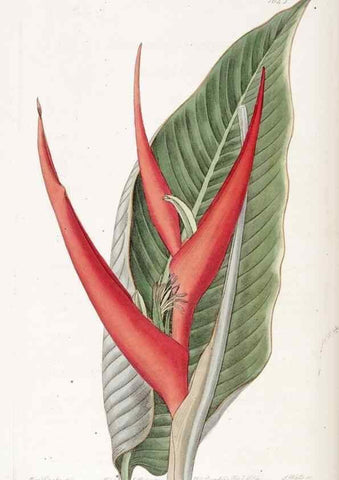 Reproducción/Reproduction 49822956531: Edwards's botanical register.. London :James Ridgway,1829-1847.. 
