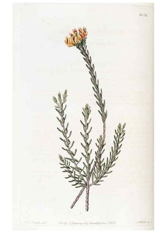 Reproducción/Reproduction 49822950656: Edwards's botanical register.. London :James Ridgway,1829-1847.. 