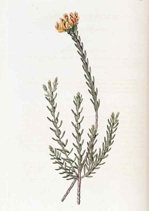 Reproducción/Reproduction 49822950656: Edwards's botanical register.. London :James Ridgway,1829-1847.. 