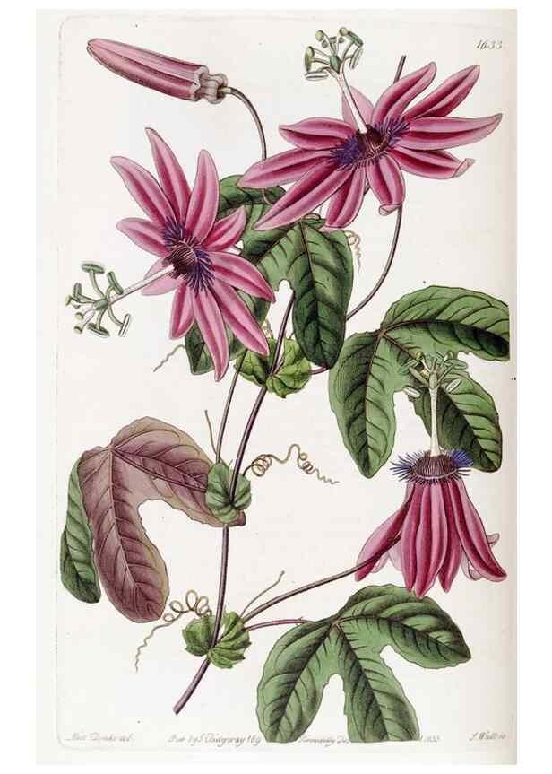 Reproducción/Reproduction 49822951006: Edwards's botanical register.. London :James Ridgway,1829-1847.. 
